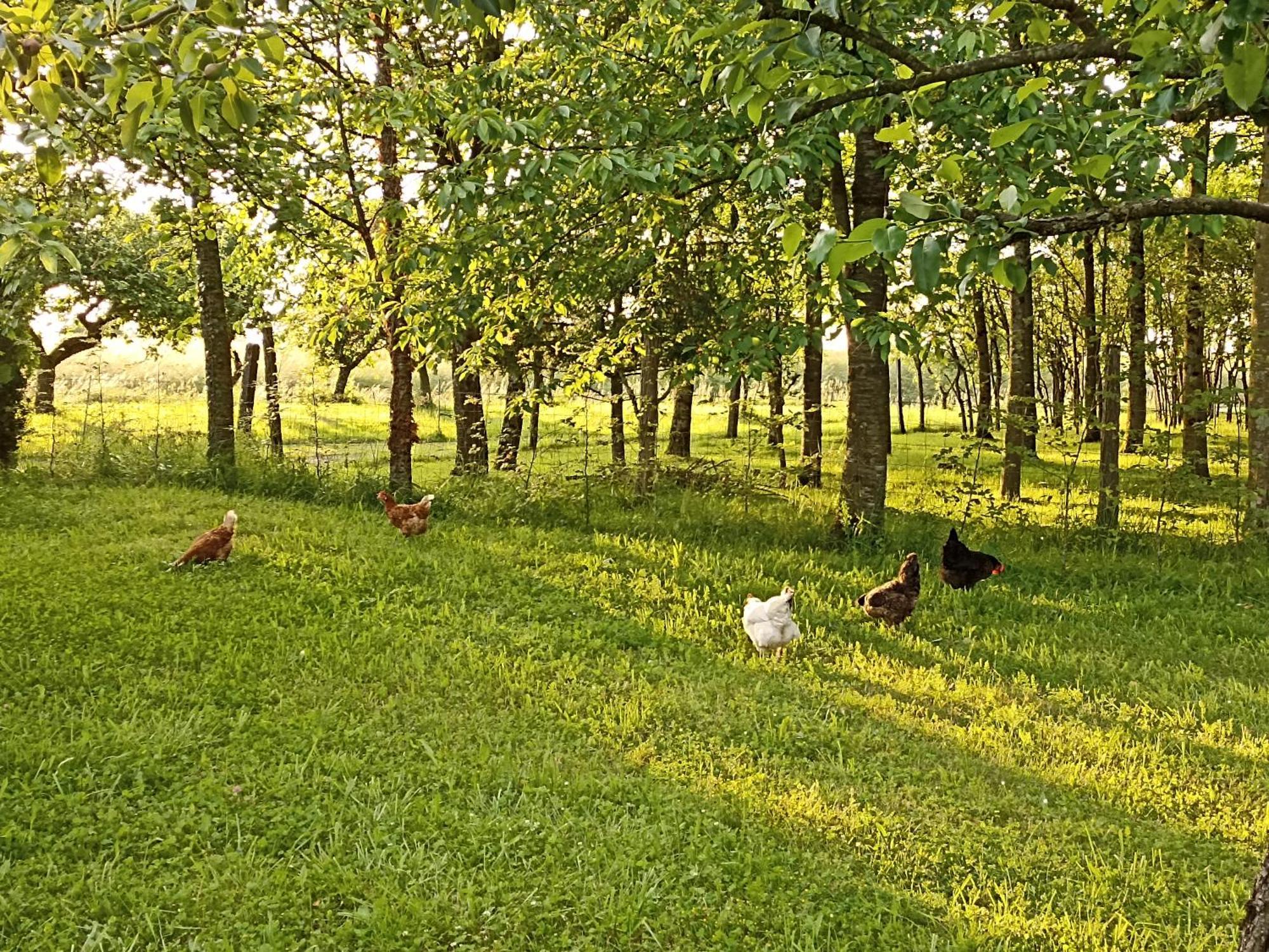 Gite Nature Et Detente Aubréville Buitenkant foto